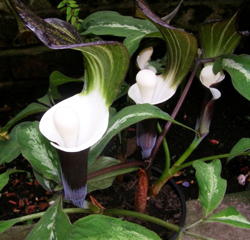 Arisaema sikkokianum