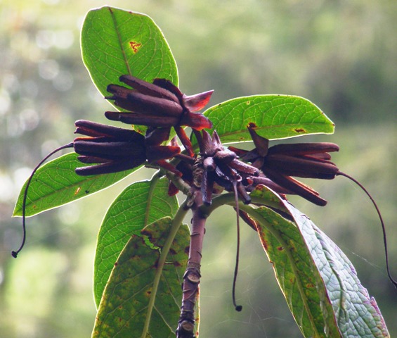 Rhododendron seed head, missed from last year
