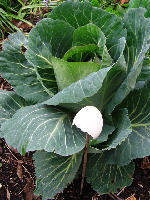 Do we really believe that cabbage whites have large enough brains to be duped?