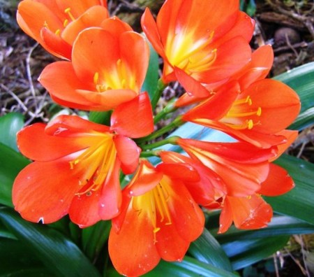 There is nothing subtle about the orange clivias at this time of the year