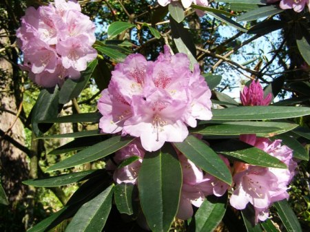 Just another seedling of Mark's - R. metternichii x Susan