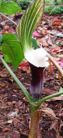 Arisaema sikkokianum