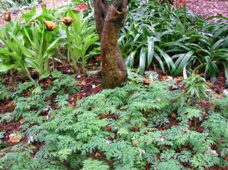 It is plant combinations, mixing and matching, that gives interesting detail to a garden