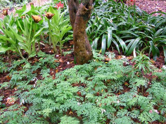 It is plant combinations, mixing and matching, that gives interesting detail to a garden