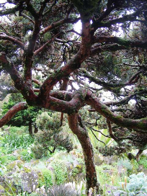 Even after 60 years, Pinus sylvestris Beauvronensis keeps getting better and maturing well, even though it remains under 2 metres tall