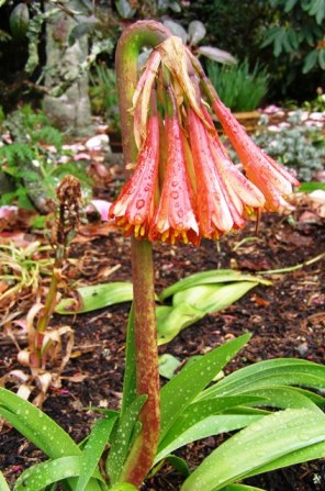 Cyrtanthus falcatus - more a curiosity than a beauty