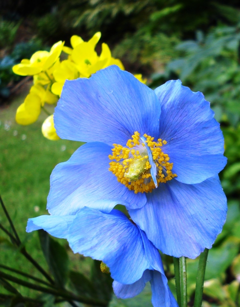Mark's meconopsis available again