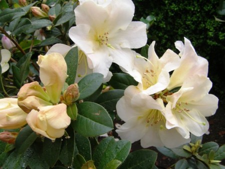 Rhododendron johnstoneanum "Ken Burns"