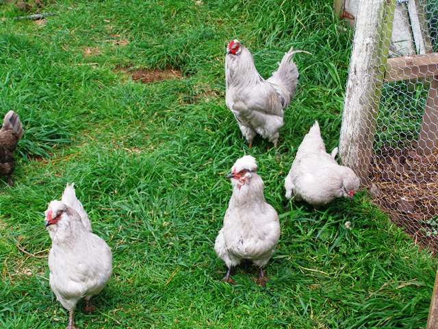 Ah, the romance of picture book chookies in your back yard