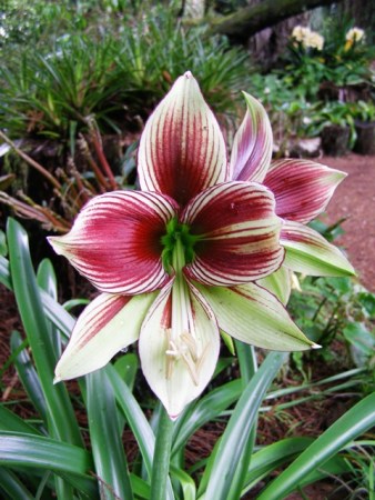 How curious is Hippeastrum papilio?