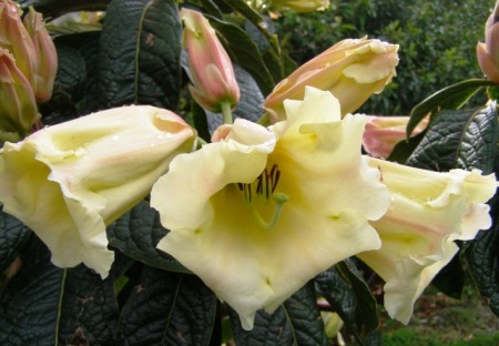 The wonderful fragrant nuttalliis are coming into flower - this one is Floral Legacy (nuttallii x sino nuttallii)