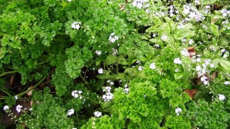 The parsley patch - naturalising nicely with the pretty but weedy forget-me-nots