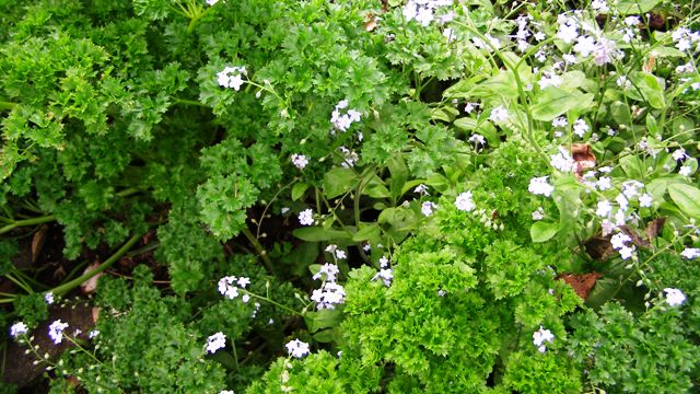 The parsley patch - naturalising nicely with the pretty but weedy forget-me-nots