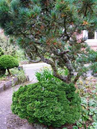 Predicting the Return of the Conifer