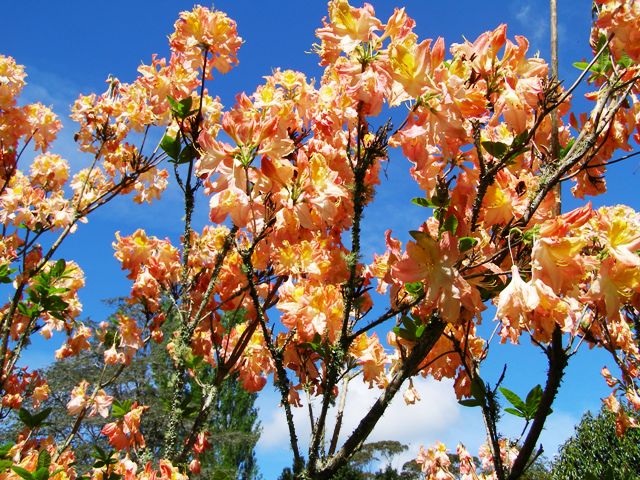 Look at me! Look at me! Azalea mollis