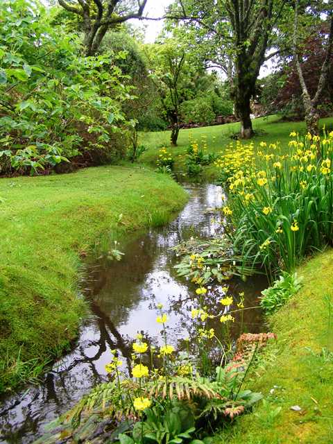 Reminder to self: deadhead the yellow Primula helodoxa