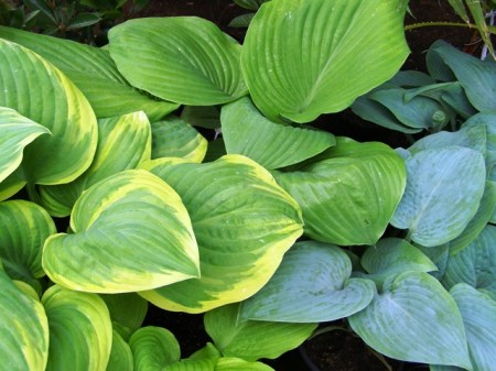 Planting out hostas now