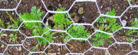 First time we have had to net in the carrots but Peter Rabbit paid a visit in the night and nearly put paid to a row of very expensive gourmet carrots