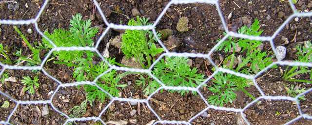 First time we have had to net in the carrots but Peter Rabbit paid a visit in the night and nearly put paid to a row of very expensive gourmet carrots