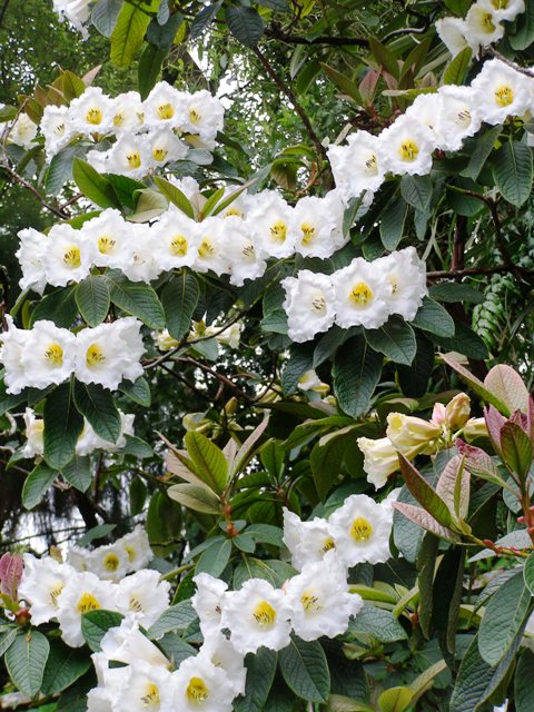 I will take Rhododendron nuttallii any time