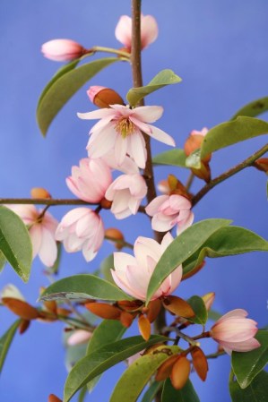 Fairy Magnolia Blush - Mark Jury's pink michelia
