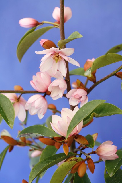 Fairy Magnolia Blush - Mark Jury's pink michelia