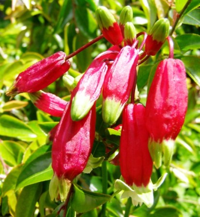Dichelostemma Ida Maia
