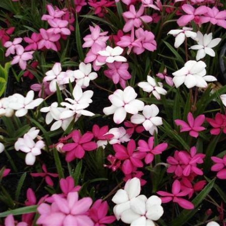 It is rhodohypoxis time