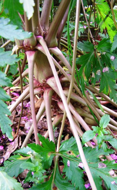 The large leaves form elbows to support the plant - Geranium maderense