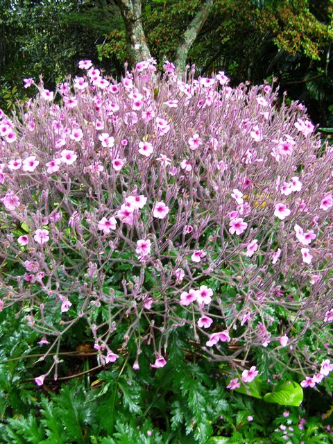 The largest of the geranium family - Geranium maderense
