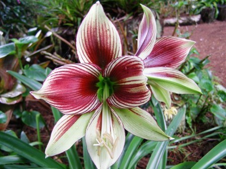 The exotic looking Hippeastrum papilio
