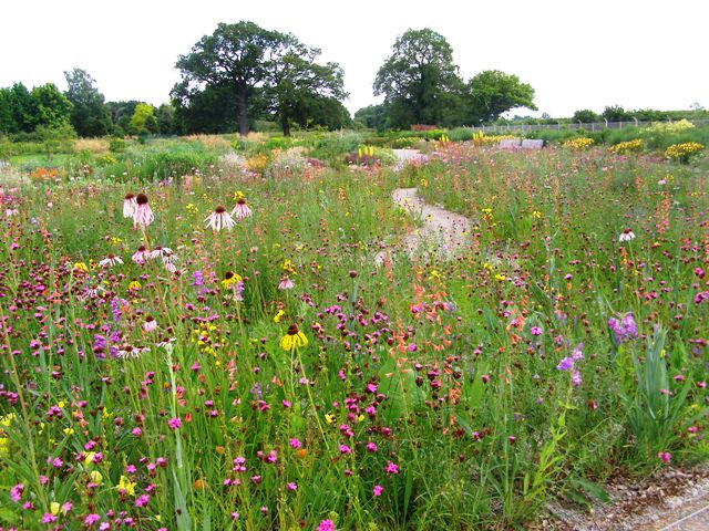 The Missouri Meadow Garden at Wisley - perhaps the pinnacle of the prairie garden style