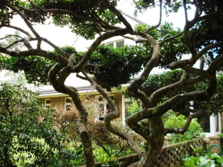 A large cloud pruned specimen of Camellia sasanqua Mine No Yuki