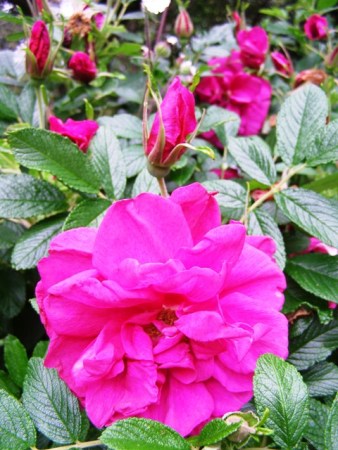 Rosa Roseraie de 'Hay