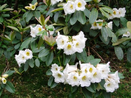 The fragrant nuttallii rhododendrons are late season bloomers here
