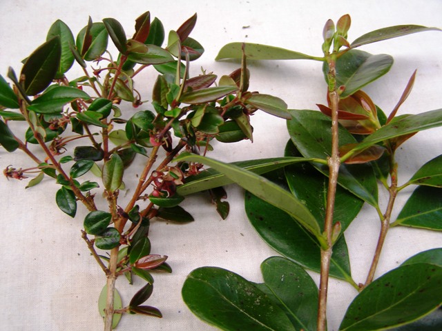 Two entirely different plants, both commonly called the Chilean guava