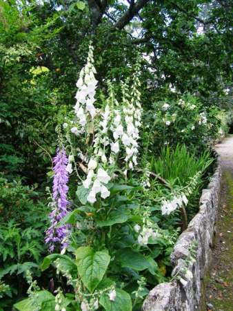 Inspired by Hidcote - the white foxgloves