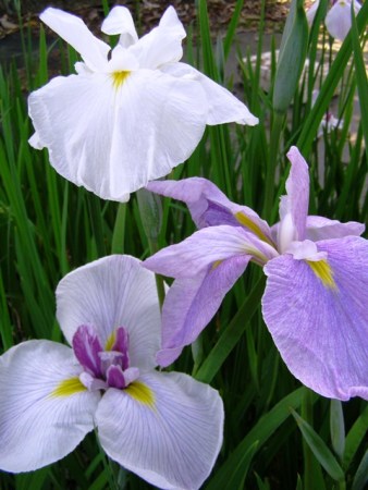 Coming up next week: the Higo irises