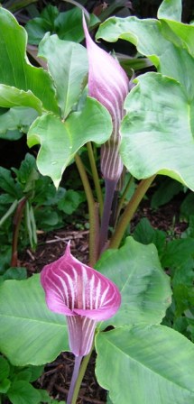 The next series of Mark's arisaema hybrids is coming into flower