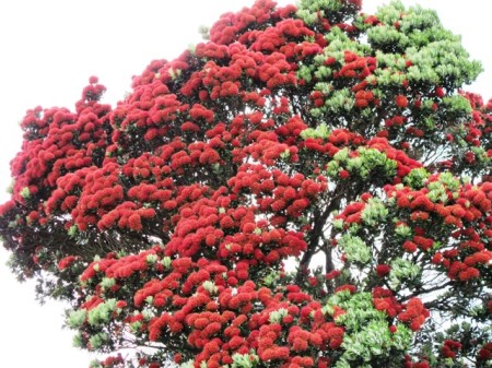The pohutukawa - often called the NZ Christmas tree