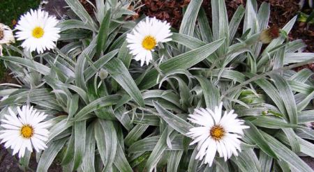 Celmisia - New Zealand's mountain daisy