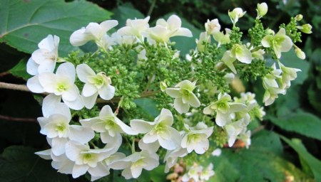 The dainty Hydrangea quercifolia "Snowflake"