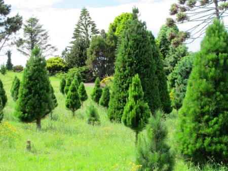 Did some not make the grade in years past? A commercial grower's roadside field. Spot the two that have never been clipped