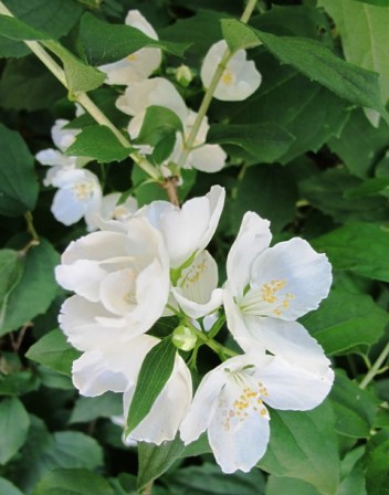 The exquisite simplicity of the fragrant philadelphus