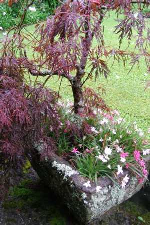 I am very selective about container plants these days