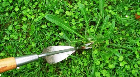 The peaceful, neverending task of hoicking out flat weeds