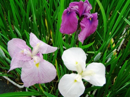 Remarkable seedling variation in the Higo Iris