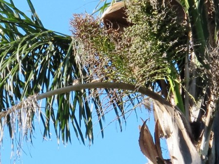 Sparrows in the Queen Palm condo