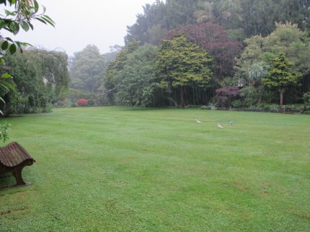 Wet pigeons, awaiting the erection of the wedding marquees on the front lawn this morning