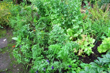 We are never going to get show vegetables out of our garden